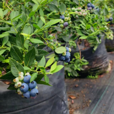 포대포트 갑바화분 블루베리 화분 숨쉬는 통기성 배수성 기능성 화분 성장백, 1개