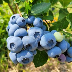 국산 블루베리 무농약 농장직송, 1개, 100g, 대 (14-16mm)