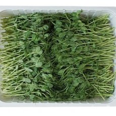 싱싱한 완두순 500g, 1개