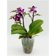 블루베리 향기호접 호접란 호접난 서양란 서양난 선물 난초 키우기쉬운식물 디디플랜트