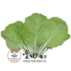 【野菜部屋~】F18 奇兵黃葉白菜種子 耐熱性強 生長快速, 1包