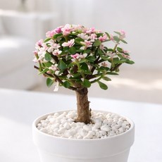 앙플랜트 은행목 아악무 사랑목 핑크아악무 금과옥 공기정화식물 다육식물 분갈이, 1개