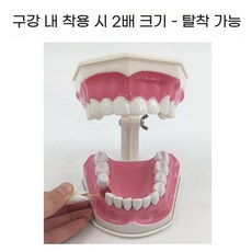 치아 모형 이 구강 교구 이빨 모형 틀니 치과 병원 연습 치아 관리 실습 인체 교육용 실습용, C. 치아 모델(12x11x11cm)