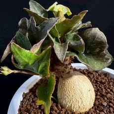 布楚禮 彩葉麒麟 觀賞植栽