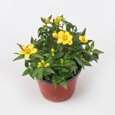 갑조네 개나리 자스민 향기나는 식물 꽃 실내화초 쟈스민 겨울꽃, 1개, 단일