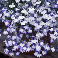 어린모종 로벨리아 8cm분, 레가타 블루스플래쉬, 1개