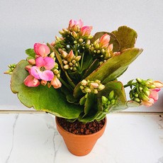 노블 농장직송 산아래 다육이 생명력최고 키우기쉬운 공기정화 전자파차단 하월시아 다육식물 선인장, 럭셔리, 1개