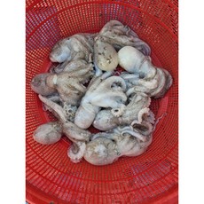 제철 봄 싱싱한 알배기 알 캠핑 샤브샤브 생물 쭈꾸미, 1개, 1kg