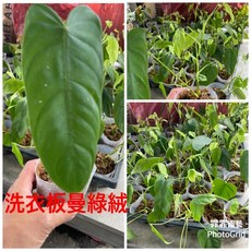 霏霏園藝 洗衣板曼綠絨 觀葉植物 居家室內盆栽, 1個