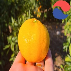새콤달콤 제주 감귤 한라봉 황금향 프리미엄 선물세트 레드향 홍매향 3kg 5kg 10kg, 하우스 감귤 소과(2S-S) 5kg