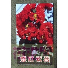 花花世界 雙紅紫薇 綠籬植物 耐旱品種 6吋盆 高30-50cm