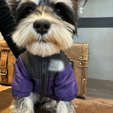 럽댕댕 강아지 패딩점퍼 겨울옷 퍼피자켓 애견의류 강아지 패딩 4칼라 미디엄 라지, 1개, 퍼플