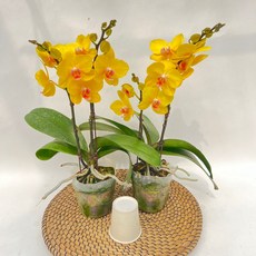 골드킹 신품종 호접란 2개발송 노란꽃 장기개화 화초 다년초 제이팜, 1세트
