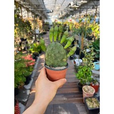 귀여운 천년초 선인장 소품 싸이즈 손바닥선인장 부채선인장 노란꽃 광명IC화훼유통, 1개