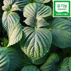 친환경 무농약 추부 유기농 깻잎, 1세트, 300g
