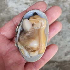 조개의 왕 남해안 바지락 활바지락 2kg~10kg, 1개, 남해안 자연산 활바지락, 2kg