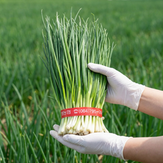 신선한삼촌 국산 손질 깐쪽파 1단 잔파 실파, 1개, 1kg