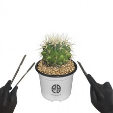 도모아 사막에 사는 식물 관찰 실험용 둥근 선인장 금호 자르기 실험 키트, 1개