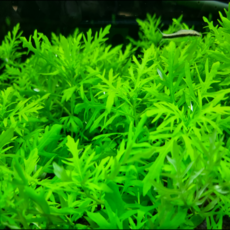 [수초명장] 워터 위스테리아 15줄기 달팽이 이끼 없는 수초 구피 새우 물고기 은신처 어항 수생식물, 1세트