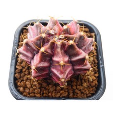 데이드림hy금 동일품-260326 아프리카식물 코덱스 멸종위기 희귀선인장