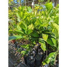 霏霏園藝 夜合盆栽 四吋盆栽 室內盆栽 美化環境, 1個