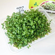 SKFARM 새싹 키우기 세트 브로콜리 두손가득 새싹 씨앗 분무기 포함, 2세트