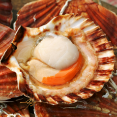 통영 특품 홍가리비 당일조업 산지직송, 1개, 특품 5kg