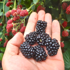 국내산 냉동 슈퍼 복분자 블랙베리, 1kg(특품), 1개