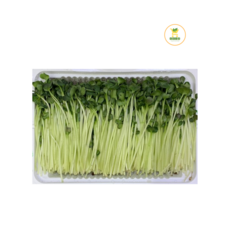무순 150g/1팩, 1개