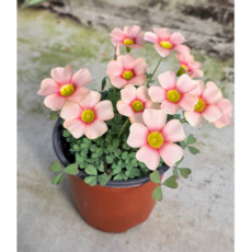 식물교감 예쁜 사랑초 15종 모음 화이트마네킨 옥살리스 구근사랑초 야생화 꽃모종, 4개, 사랑초4종 랜덤