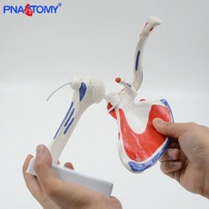 발목 관절 모형 인체 정형외과 해부 뼈 골격 해부학 근육 발뼈 구조 교구 실습, 인대 손 관절 유형