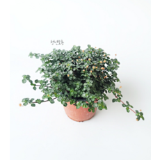 타라 거실 음지 그늘 행잉 화분 키우기 실내공기정화식물, 1개