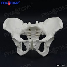 모형 뼈대 과학실 외과 해부학교육 모델 천골 움직일수있는 소품 인체, G. 11 여성 골반고정