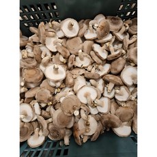 [서산여미표고]표고버섯 가정용 못난이 실속형 파지, 1개, 3kg(가정용)