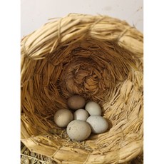 미니메추리 알 종란 유정란 부화용 알 (식용불가 색상랜덤) 1알, 화이트,실버,턱시도,실버턱시도, 1개