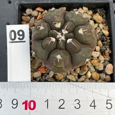 G.L.魔仙園多肉植物 Gymnocalycium prochazkianum, 1個, 09