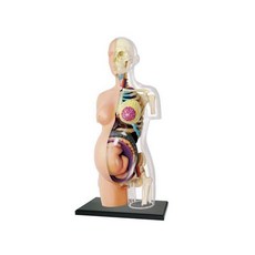 사람인체 3d 미니어쳐 3D 해부도 모델 반투명 전신 피규어 13인치, 1 6 반신 투명 임신, 1개, 1. 16(반신 투명 임신)