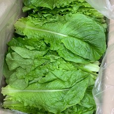 국내산 로메인 청상추 300g, 1개