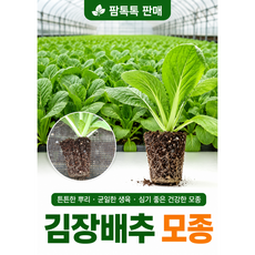 [팜톡톡 직영] 국내산 배추모종 [18주] 여름배추 가을배추 추석배추 김장배추 텃밭용, 18개