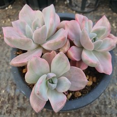 [앨리다육코리아] 풍성한 볼륨감 군생의 짚시금3호 10cm