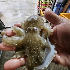 국내산 조업 봄 알배기 활 주꾸미 쭈꾸미, 1개, 1kg