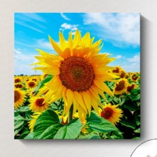 해바라기 사진액자 재물운 풍수에 좋은 사진액자, 프레임없음