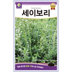 [주주씨앗] 세이보리 씨앗 1g(900립) / 자극적인 후추향의 기능성 허브 종자 / 봄 파종 허브씨 씨앗몰, 1개