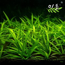 [미초] 헤란티움 쿼드리코스타투스 5뿌리 / 전경 수초 / 중경 수초 / 레이아웃 / 어항 수초, 5개