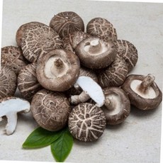 국내산 생 표고버섯 1kg 선물용 고품질 특품 명절선물