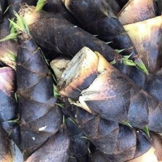 지리산 산지직송 자연산 생죽순 맹종죽순, 1박스, 죽순 5kg
