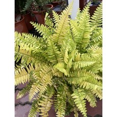 霏霏園藝 班葉腎蕨 吊花 8吋盆, 1個