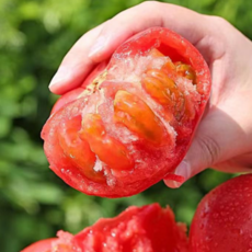 [반값특가] 과즙폭발 산지직송 국내산 찰토마토, 1박스, 5kg