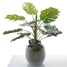 Dou F&G 龜背竹, 綠色的, 1個