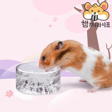 [국내배송] 햄스터 유리물그릇 나이트엔젤 급수기 드워프 골든 niteangel 짭디펫 햄스터키우기 햄찌라이프, AAA09 유리물그릇  투명, 1개